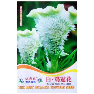 白色鸡冠花花种籽苗耐旱耐热四季种易活盆栽庭院扇状凤尾种子阳台