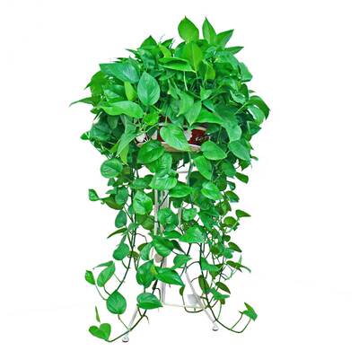 绿萝四季常绿土养客厅花卉植物