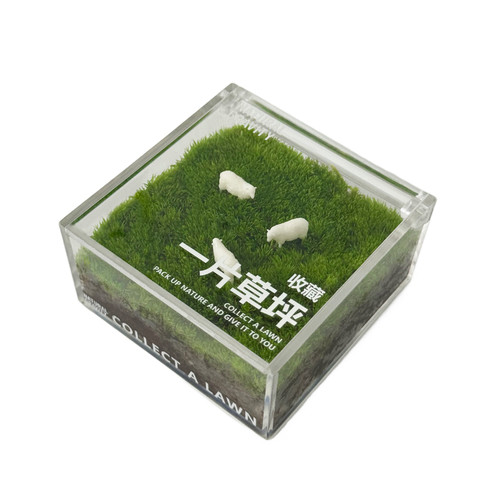 自然引力-一片草坪 苔藓微景观办公桌面懒人绿植盆栽创意小礼物