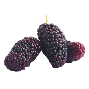 桑葚树苗甜台湾长果养蚕大叶大果特大号白桑树盆栽果苗活苗带果