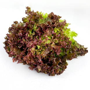 罗莎红5斤 红叶生菜新鲜蔬菜沙拉食材西餐罗沙红紫叶生菜顺丰包邮