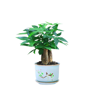 水培发财树小盆栽花卉办公室内绿植桌面摆件客厅旺宅盆景四季好养