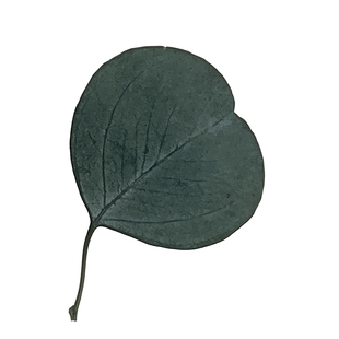 苹果桉尤加利圆叶进口干花树叶子北欧永生花样板房轻奢民宿装饰品