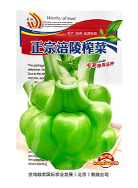 特大榨菜涪陵耐抽薹种子