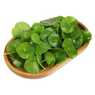好新鲜铜钱草约40片盒旱金莲叶可食用叶片西餐饭酒店日料摆盘装饰