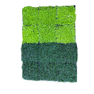 佛甲草玉龙草日本矮麦冬草耐寒庭院园林草坪地被植物黄金姬岩垂草