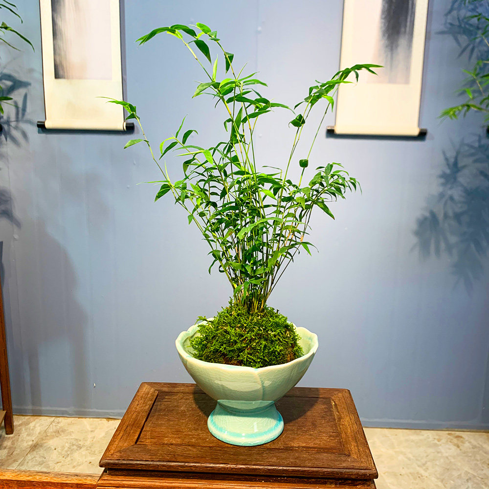 盆景植物 带根水培 植物 凤尾竹 观音竹