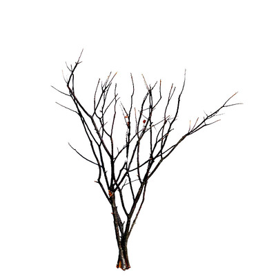 干树枝装饰禅意干枝花分叉艺术
