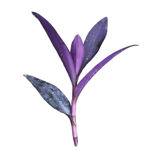 紫竹梅扦插苗枝条紫罗兰鸭跖草盆栽地栽室内外紫色植物新手养不死