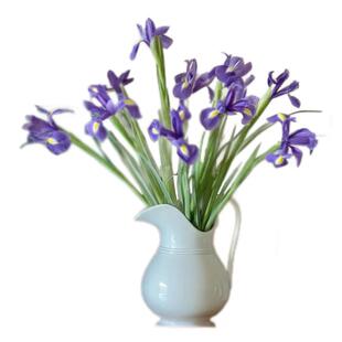 紫色鸢尾花鲜花云南基地直发家用水养新鲜插花束花马莲花鲜切花