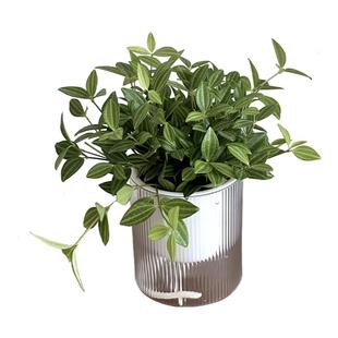 亲爱的绿植 钻石翡翠桌面鲜活绿植盆栽懒人好养净化空气常绿藤蔓