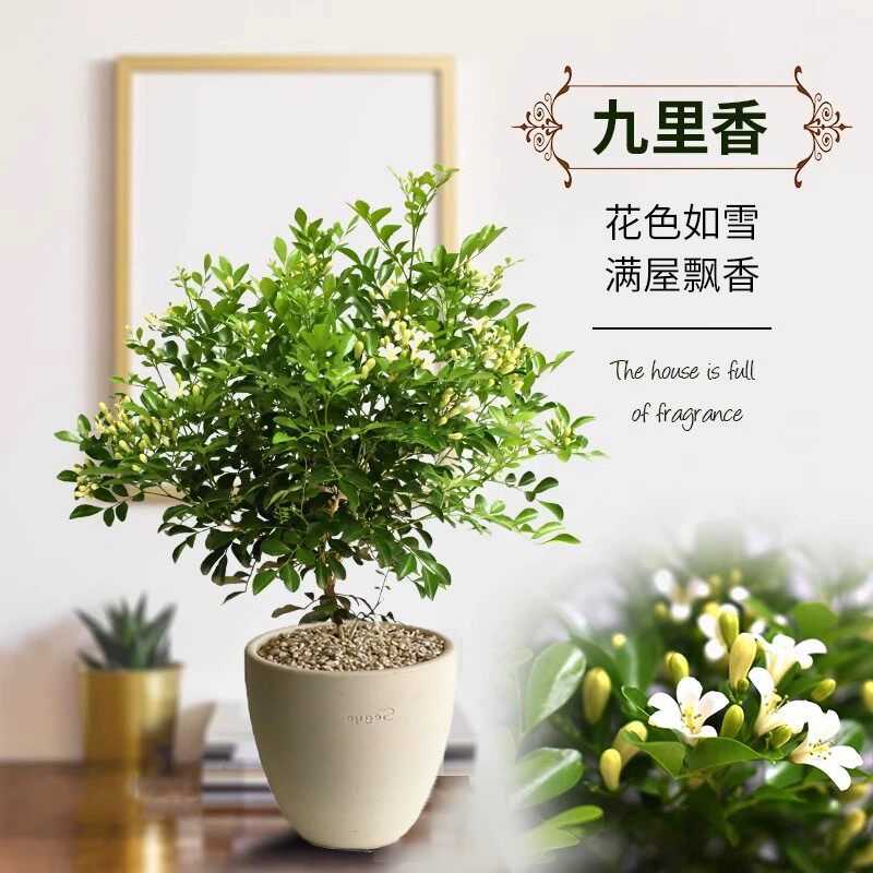 营养土九里香盆栽绿植花卉室内阳台四季常绿花香净化空气好养
