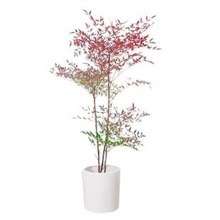 火焰南天竹盆栽大型老桩绿植盆景室内庭院造景四季好养耐寒好养植