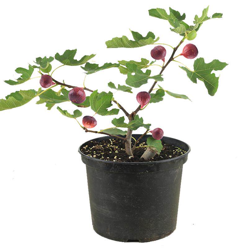 森农哥威海青皮芭劳奈耐盆栽格莱斯绿早黑山日紫无花果树果苗