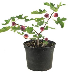 森农哥黑马kk威海青皮芭劳奈耐盆栽格莱斯绿早黑山日紫无花果树苗