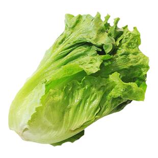 意大利生菜种子抗热耐抽苔全年生菜四季种植家庭阳台菜园易种植