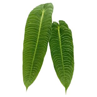 极密火鹤王火鹤后海芋绿植Anthurium veitchii 花烛观叶热植盆栽