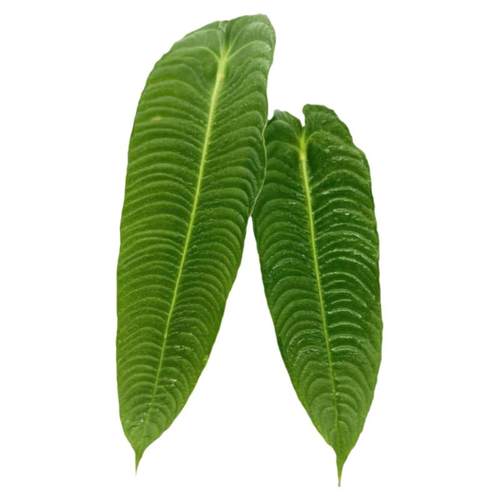 极密火鹤王火鹤后海芋绿植Anthurium veitchii 花烛观叶热植盆栽