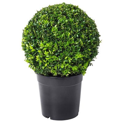 瓜子黄杨球常青绿化篱笆植物树苗