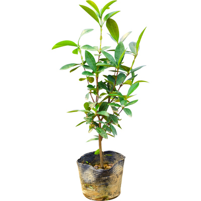 巴西樱桃苗庭院阳台桃树南方盆栽