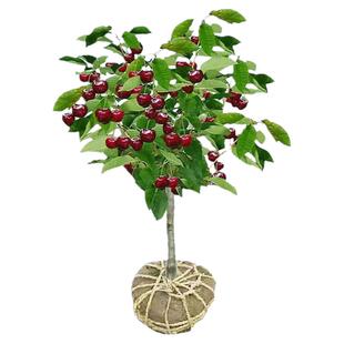 车厘子树苗嫁接特大樱桃树果苗南北方四季种植庭院别墅水果树果苗