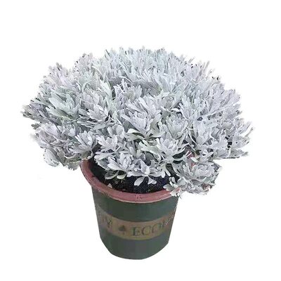 野菊花种苗野菊花苗可盆栽中草药种苗泡茶去火山菊花盆景小黄菊花
