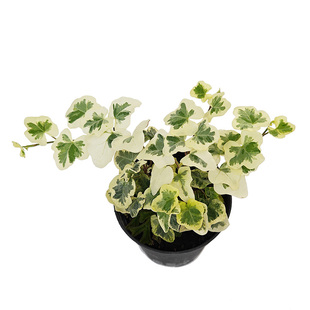 常春藤 雪莹雪萤月光灯常春藤日系ins风爬藤观叶室内绿植含盆