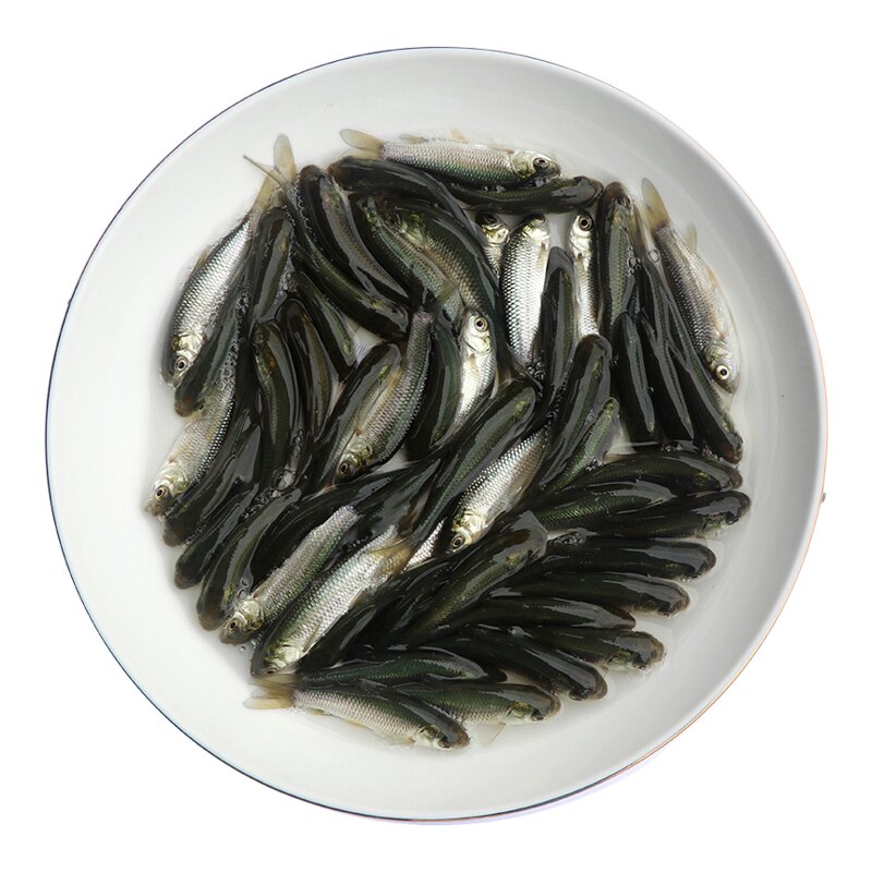 大规格草鱼苗草混子广东脆肉鲩鱼