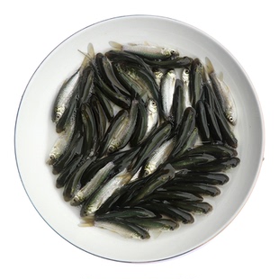 大规格草鱼苗鲩鱼苗广东脆肉皖鱼苗淡水鱼塘养殖水库草鱼四大家鱼