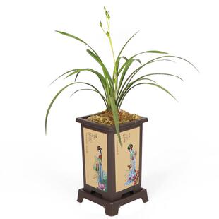 高宅奇花花季带花苞兰花梨山狮王建兰四季兰花卉盆栽绿植物