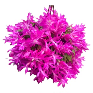 【带花苞】蟹爪兰多色盆栽四季家养花卉办公桌面阳台庭院多肉绿植