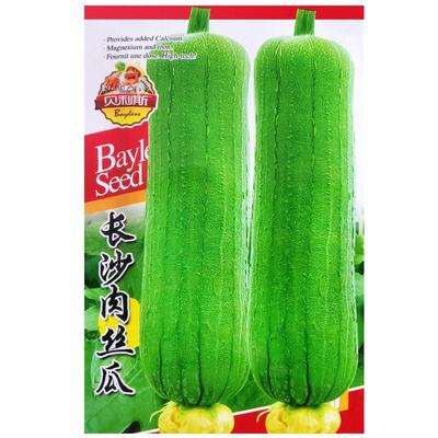 长沙肉丝瓜种子早熟蔬菜