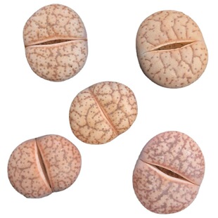 多肉生石花一物一拍菊纹章丽虹玉留碟一箭之遥石肉屁股花肉锥