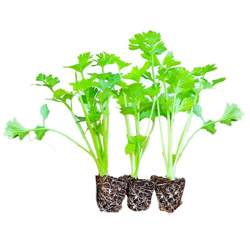 雪白实芹白芹菜苗秧苗种子秋冬季蔬菜苗红芹高产南方四季盆栽