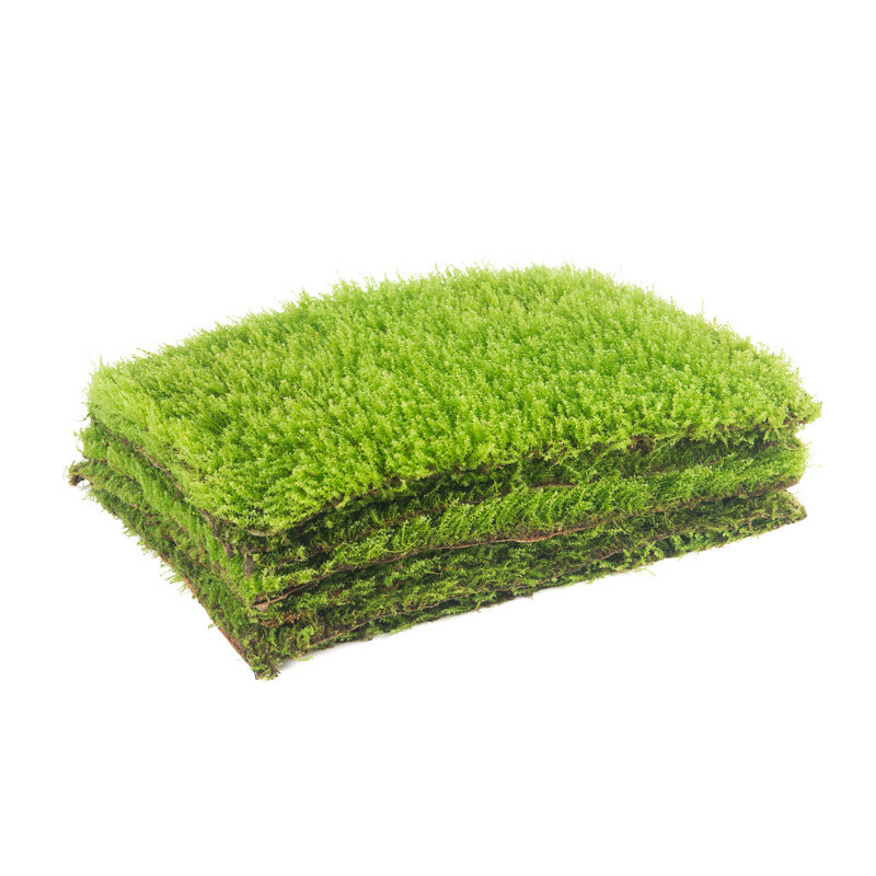 高端草皮鲜活苔藓微景观植物盆景盆栽水陆缸假山造景材料短绒青苔
