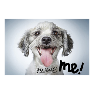 【现货】拯救我:纽约的狗狗收养肖像和故事 Rescue Me: Dog Adoption Portraits and Stories from New York City英文摄影原版图