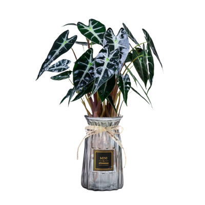 小仙女海芋水培植物室内桌面绿植