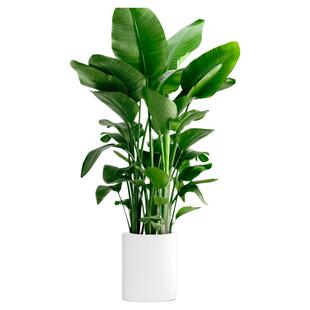 天堂鸟盆栽室内客厅高级感大型绿植物办公室除甲醛高端鹤望兰新房