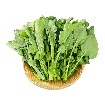 板蓝根菜苔种子板蓝根种子四季种