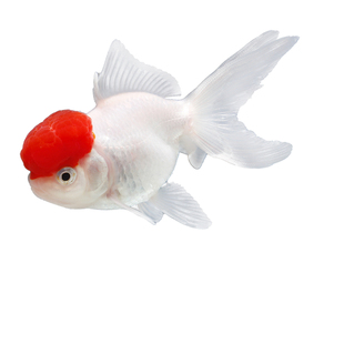 鹤顶红金鱼红头活体鱼观赏鱼红狮子头丹顶冷水鱼淡水好养耐活金鱼