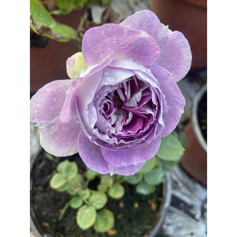 蓝月石 一加仑盆 原盆原土发货