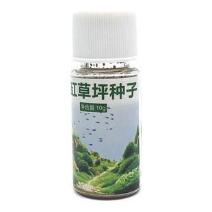 迷你小圆叶水草种子鱼缸前景草速成草坪种DIY懒人造景水景植物