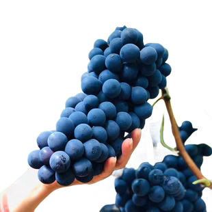 巨峰葡萄树苗阳光玫瑰果树果苗盆栽南北方耐寒蓝莓四季种植院爬藤