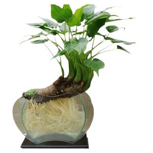 好成活！竖养滴水观音千手盆景水培土培植物横养养水养好养绿植物