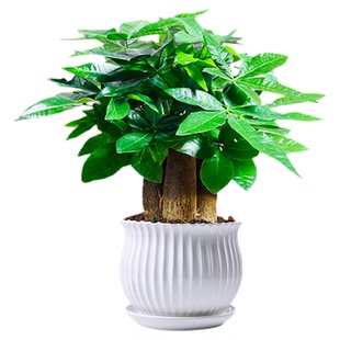 发财树小盆栽花卉绿植物办公室内绿萝文竹水培招财树好养活