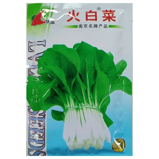 绿领火白菜种子夏季高温耐热耐雨白梗鸡毛菜青菜小菜秧种籽200克