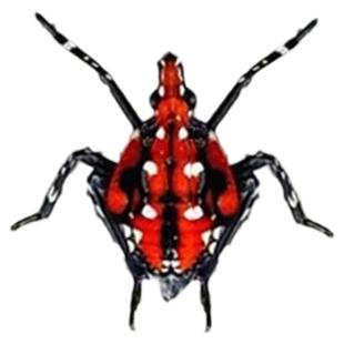 真昆虫未整姿原虫斑衣蜡蝉幼虫湿虫手工DIY造景材料微距科普教育