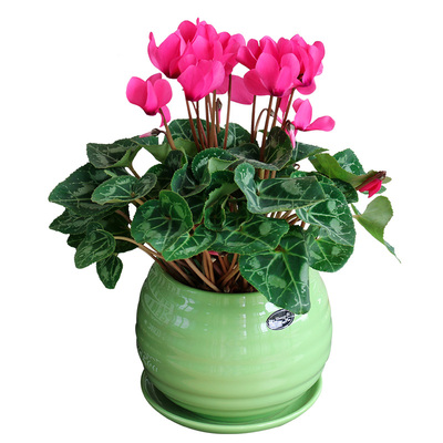 兔子花仙客来盆栽多年生阳台花卉