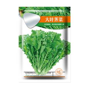 大叶荠菜种籽高产野菜种子春秋四季盆栽菱角菜农家地菜蔬菜孑大全