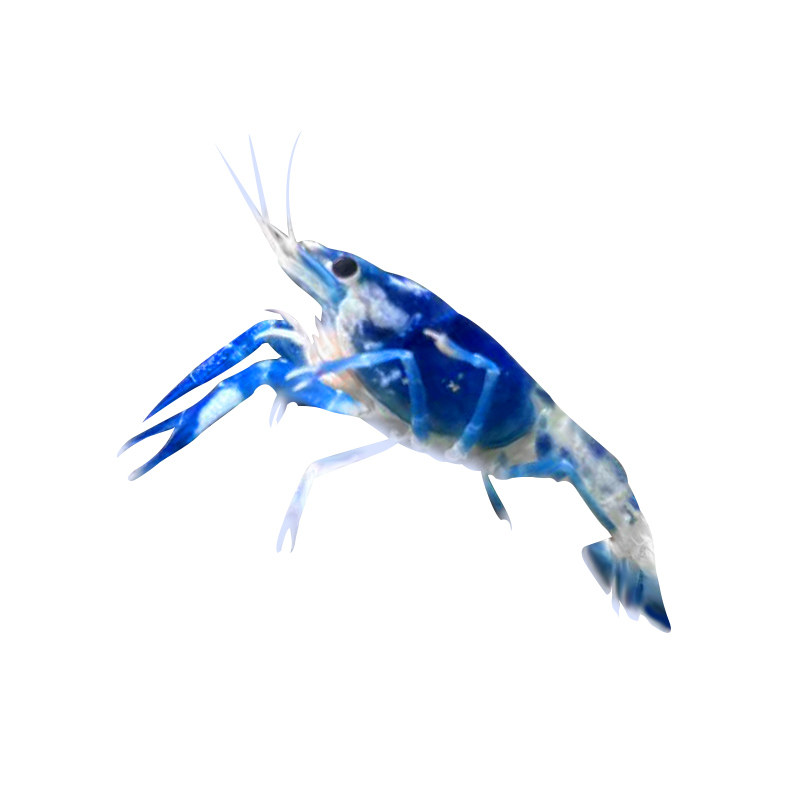 观赏鳌虾淡水青花瓷淡水观赏虾